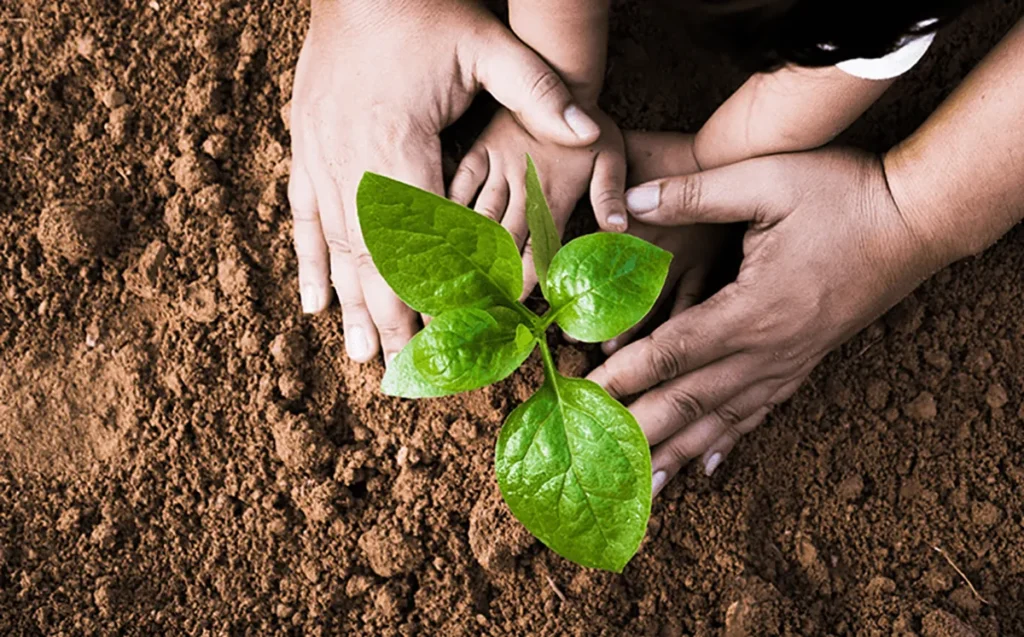 A responsible QNET distributor planting a sapling