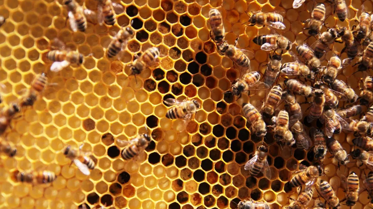 Monofloral Honey